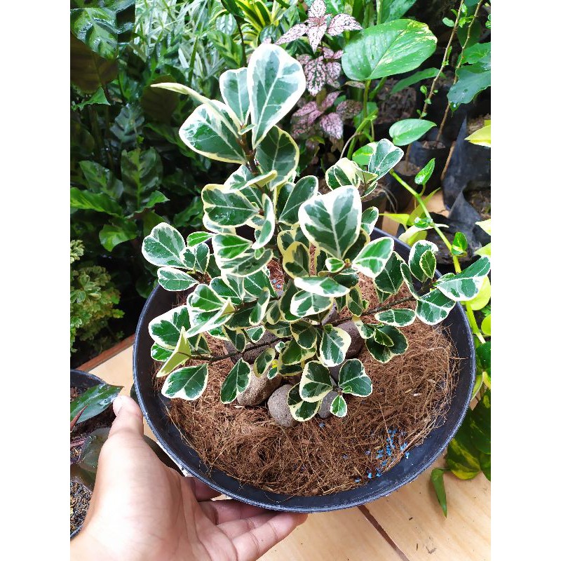 Jual Ficus Triangularis Variegata Tanaman Hias Hidup Shopee Indonesia