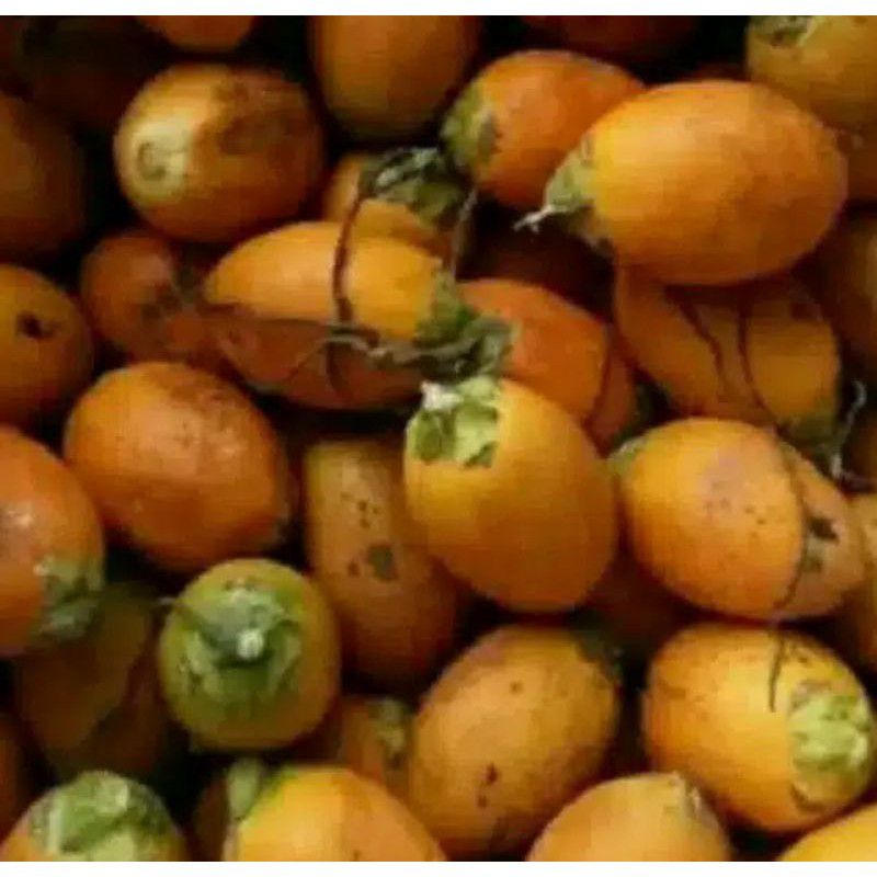 Jual Buah Pinang Tua 500g Shopee Indonesia