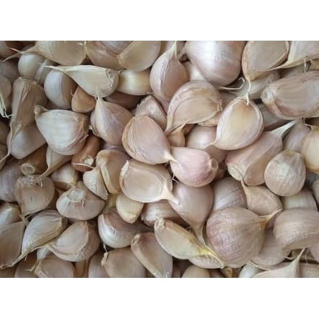 Jual Bawang Putih Kating Bersih Gr Shopee Indonesia