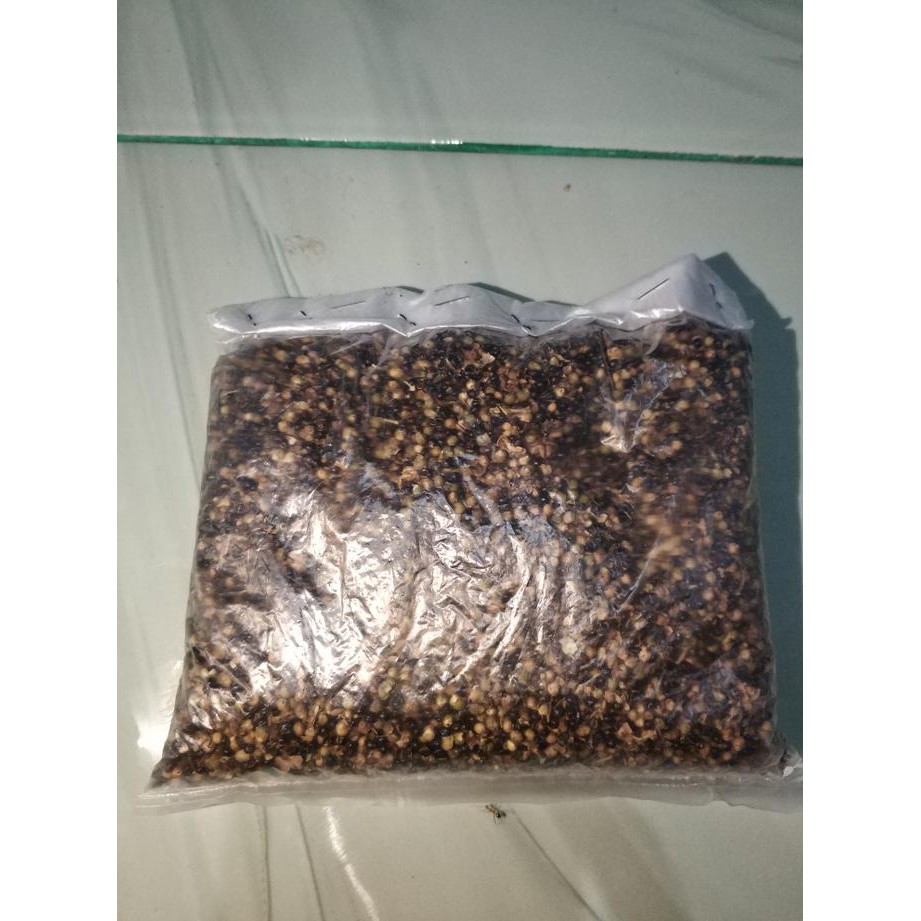 Jual Asli Ons Benih Biji Pohon Kayu Cendana Ntt Wangi A Shopee