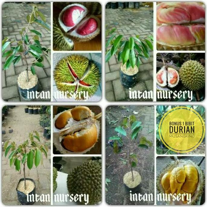 Jual PAKET BIBIT TANAMAN BUAH DURIAN 3 MACAM GRATIS 1 V0CER Shopee