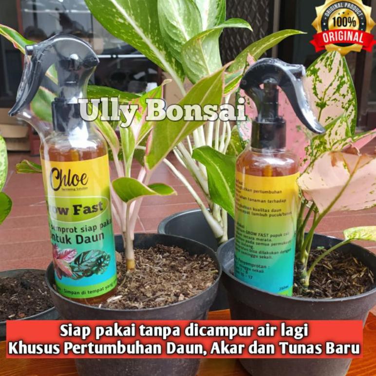 Jual Grow Fast Pupuk Daun Semprot Aglonema Dan Semua Jenis Tanaman Hias