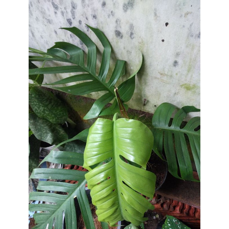 Jual TANAMAN HIAS MONSTERA EKOR NAGA MURAH Shopee Indonesia