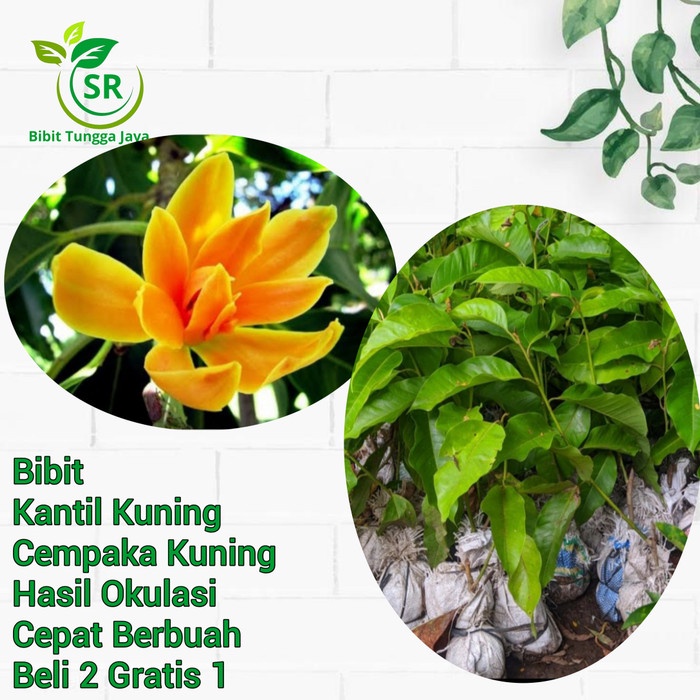 Jual Tanaman Bibit Tanaman Bunga Kantil Kuning Cempaka Kuning