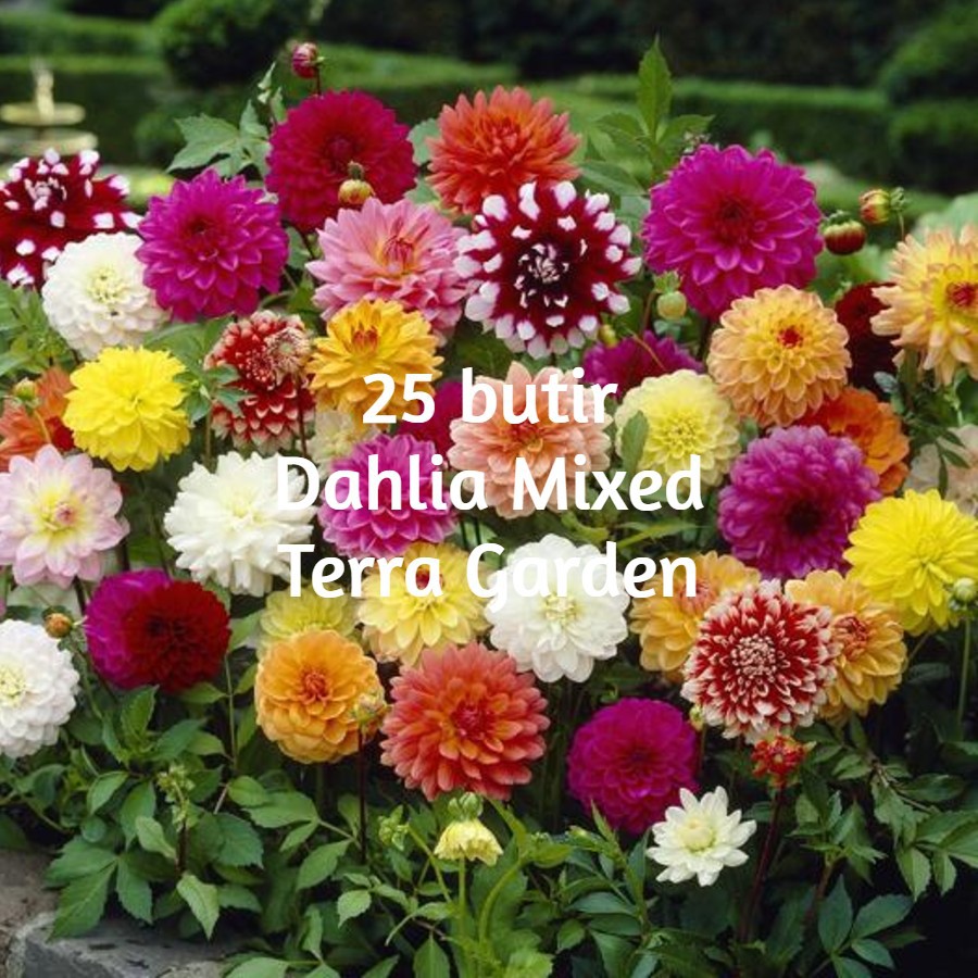 Jual Biji Benih Bunga Dahlia Pinnata Mixed 25 Seeds Shopee Indonesia