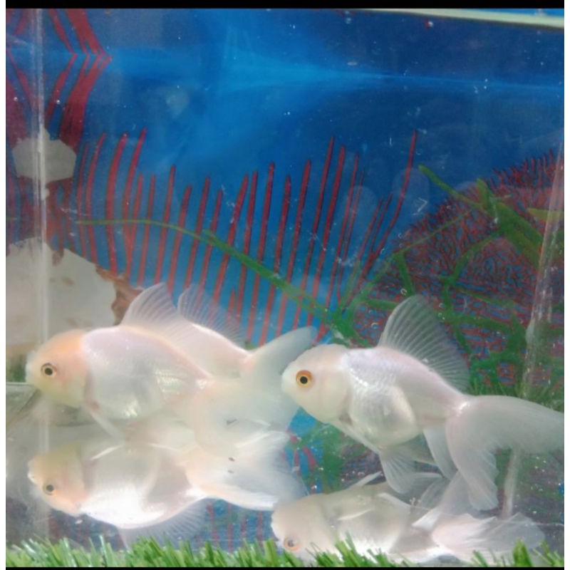 Jual Ikan Hias Mas Koki Oranda Jambul Putih Aquarium Shopee Indonesia