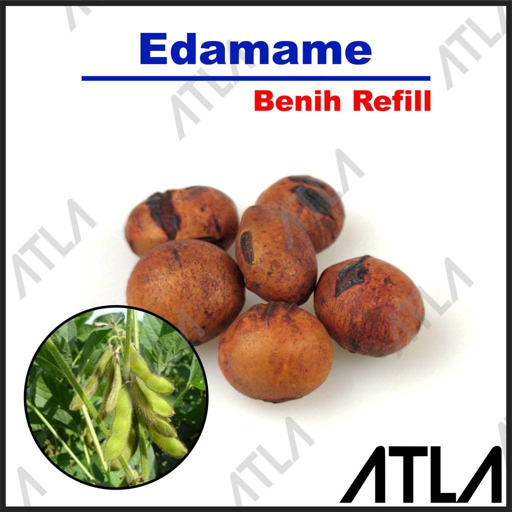 Jual Benih Kacang Edamame Bibit Tanaman Kedelai Jepang Biji Sayuran