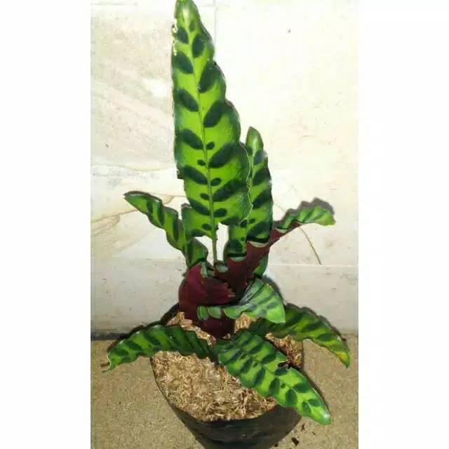 Jual Tanaman Hias Calathea Lancifolia Pohon Meranti Ekor Merak