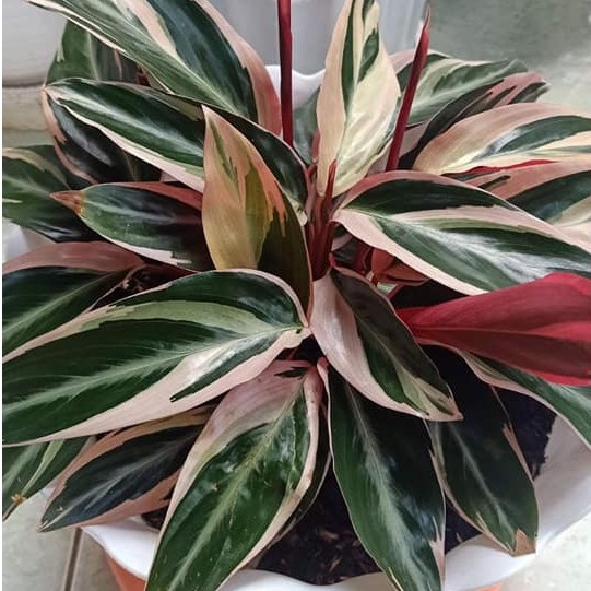 Jual Tanaman Hias Bunga Calathea Multicolor Chalatea Merah Putih