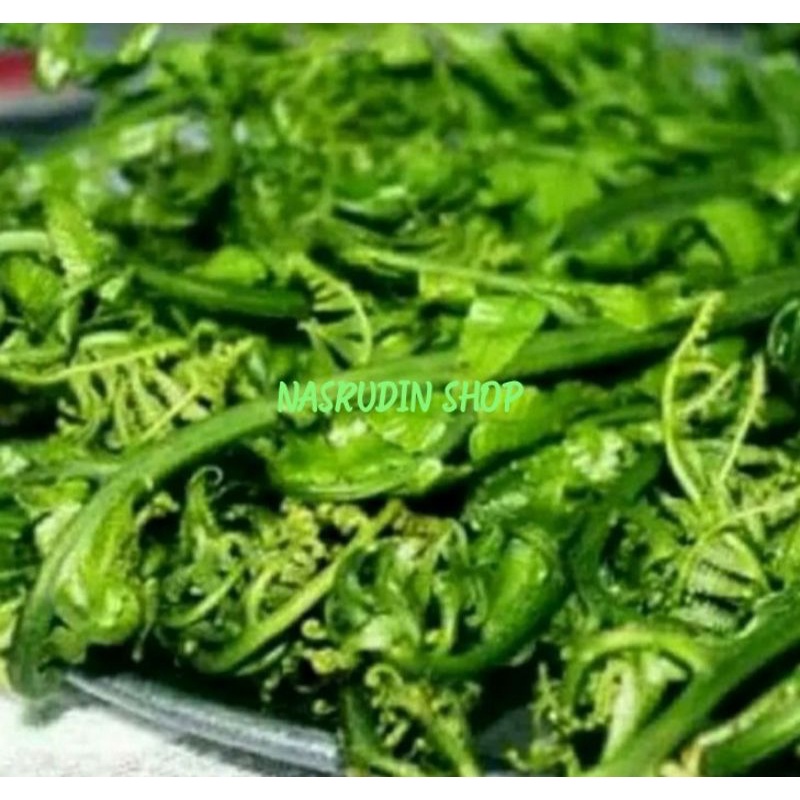 Jual PAKISA SAYUR DAUN MUDA DAUN PAKIS SAYUR MUDA SEGAR LANGSUNG