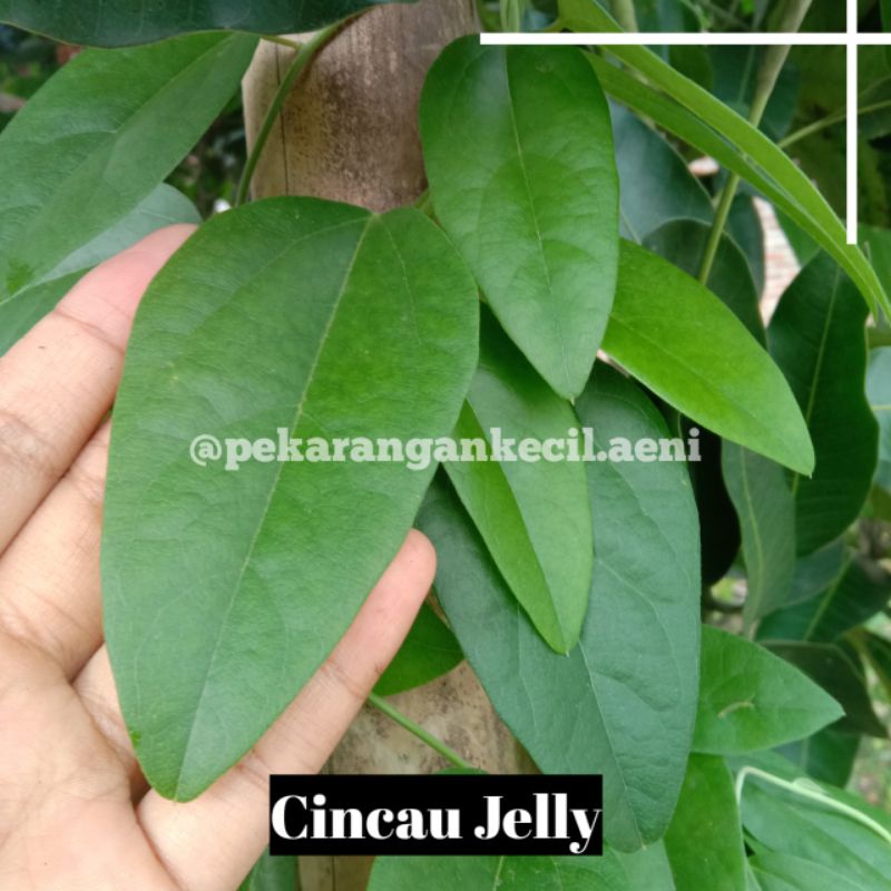 Jual Daun Cincau Jelly Cincau Rambat Shopee Indonesia