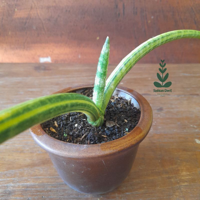 Jual Tanaman Hias Sansivera Sansevieria Cylindrica Patula Variegata