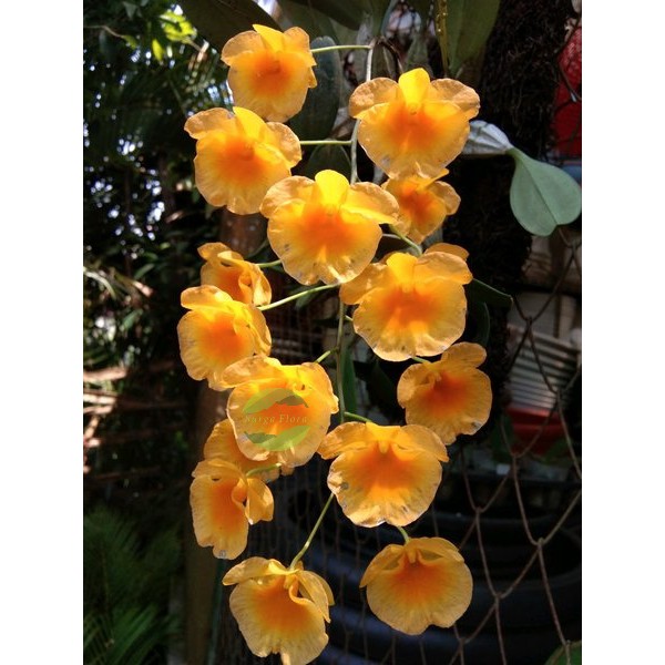 Jual Anggrek Spesies Dendrobium Agregatum Shopee Indonesia