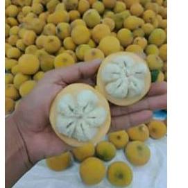 Jual KODE PRODUK GCAOC6993 BUAH KECAPI MATANG DAN SEGAR 1 KG Shopee