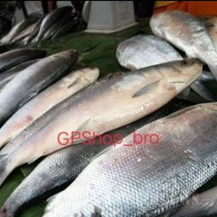 Jual Ikan Bandeng Fresh Kg Isi Ekor Shopee Indonesia