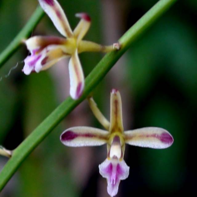 Jual Anggrek Acriopsis Javanica Lilifolia Shopee Indonesia