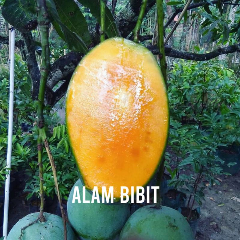 Jual Bibit Mangga Harum Manis Cocok Di Tanam Pot Shopee Indonesia