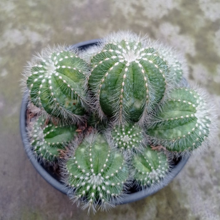 Jual Notocactus Magnificus Cluster KAKTUS SUKULEN TANAMAN HIAS Shopee