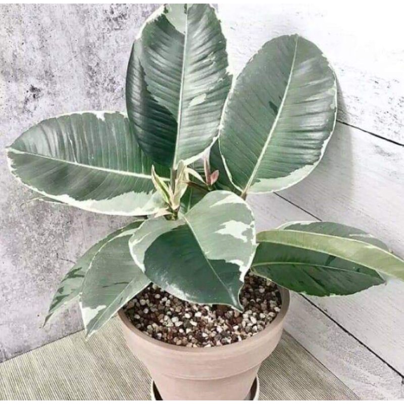 Jual Tanaman Hias Rubber Plant Ficus Elastica Shivereana Varigata