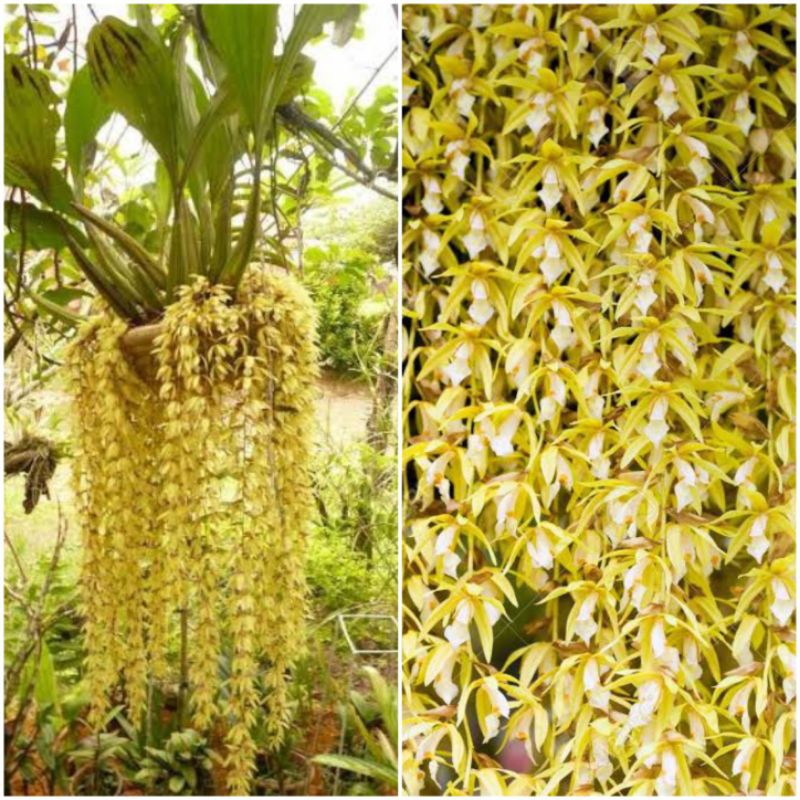 Jual Anggrek Coelogyne Rochussenii Coelogne Rocuseni Pot Shopee