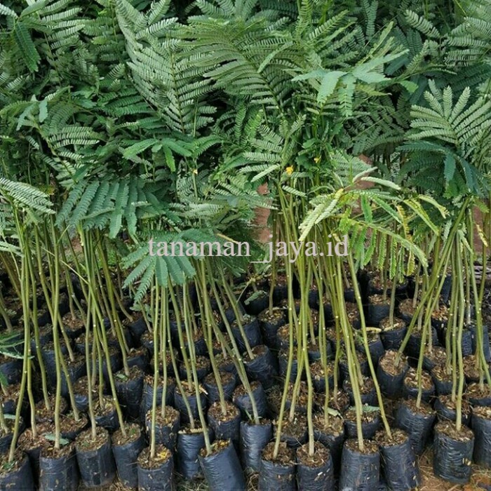 Jual Paket Bibit Tanaman Pohon Sengon Solomon Shopee Indonesia