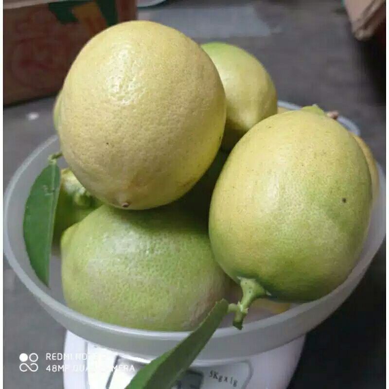 Jual Jeruk Lemon Lokal 1kg Shopee Indonesia