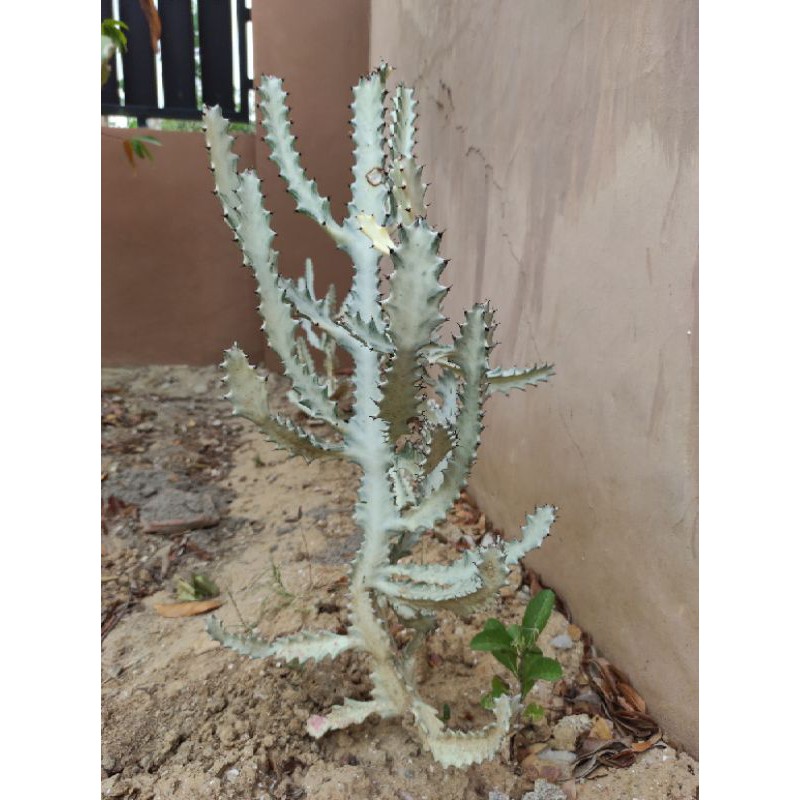 Jual Kaktus Euphorbia Lactea Putih 30 50 CM Unroot Root Shopee