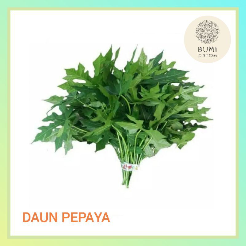 Jual Daun Pepaya Gram Sayur Segar Shopee Indonesia