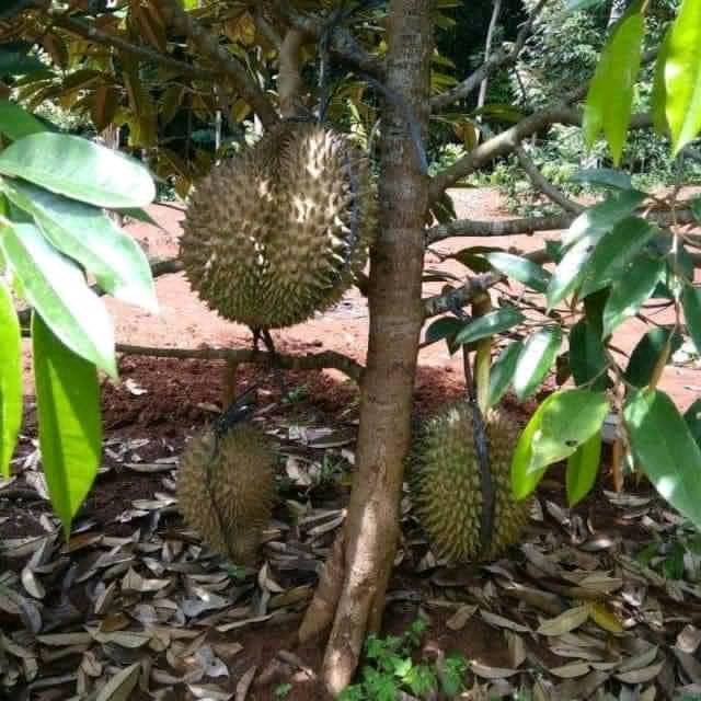 Jual Paket 2 Pohon Durian Bawor Hasil Okulasi Tanaman Batang Besar Daun