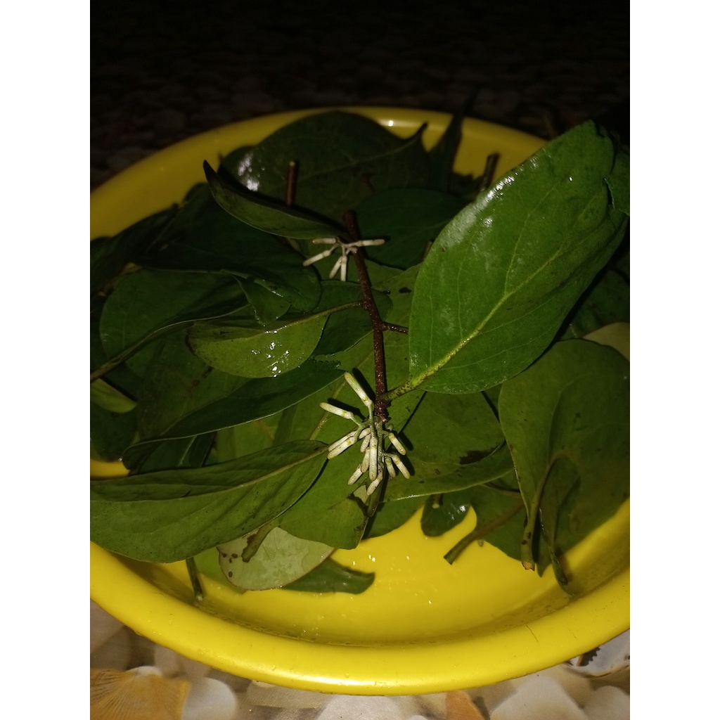 Jual Daun Benalu Benalu Jati Obat Herbal Shopee Indonesia