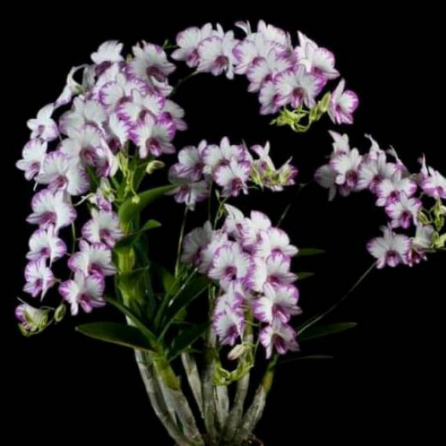 Jual Anggrek Dendrobium Enobi Splash Shopee Indonesia