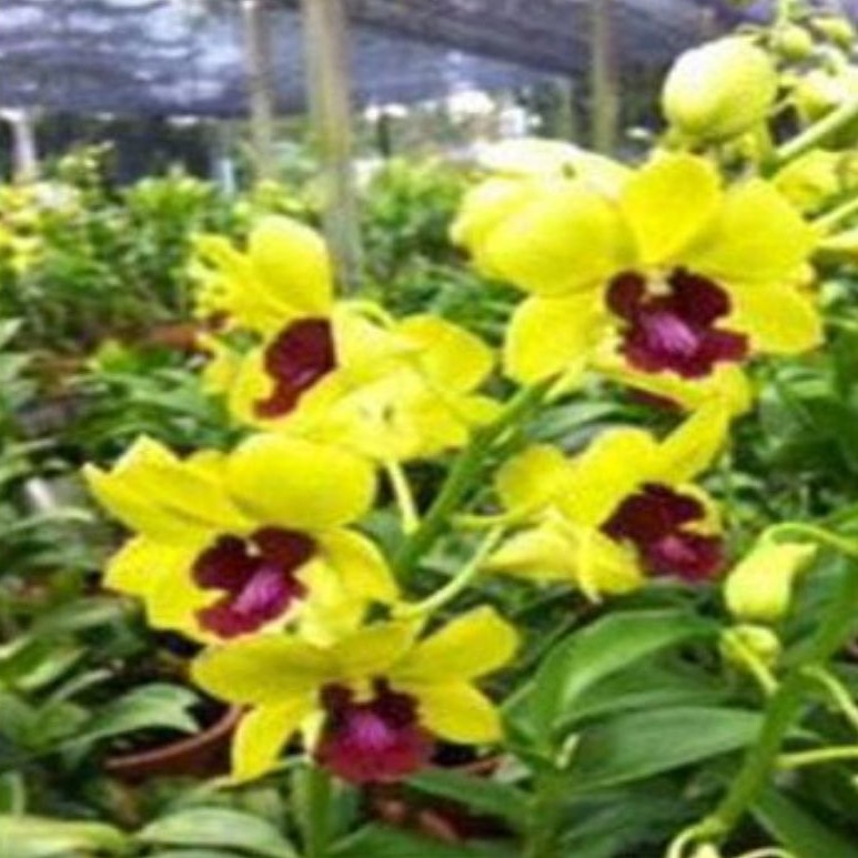 Jual Anggrek Dendrobium Tongchai Gold Var Np Dewasa Shopee Indonesia