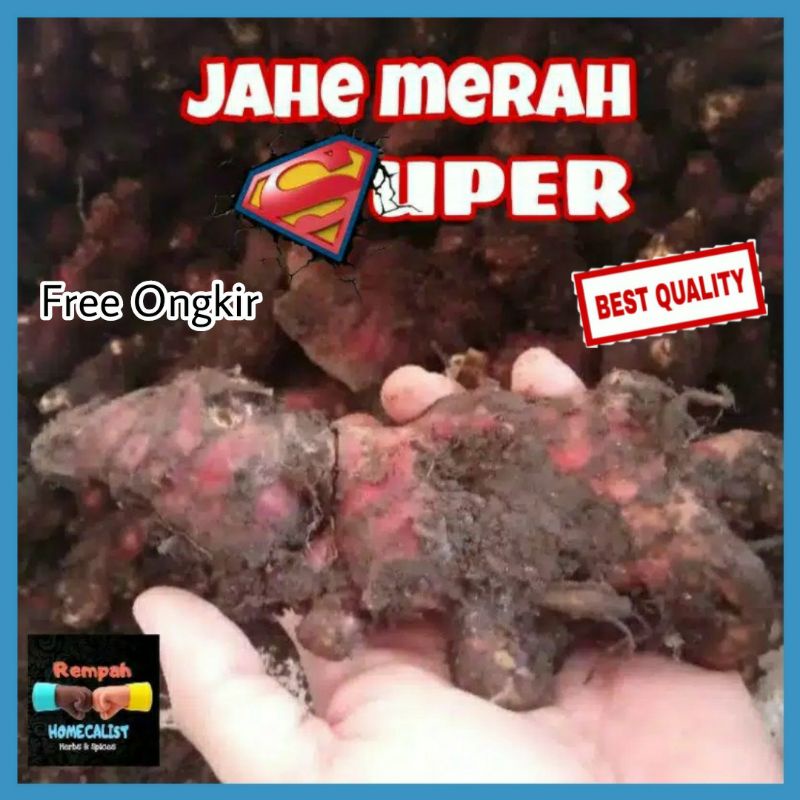 Jual Jahe Merah Super Jahe Merah Medan Segar Besar Sedang Shopee