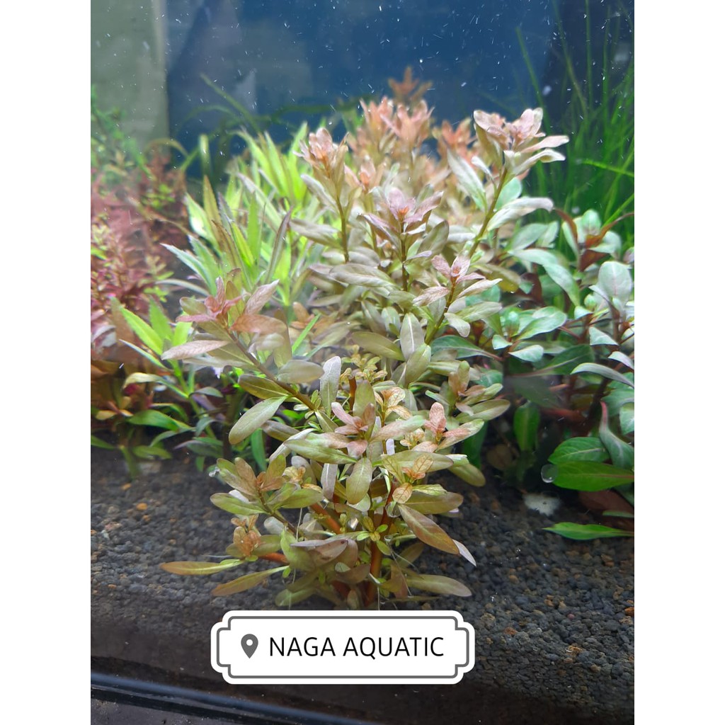 Jual Tanaman Aquascape Ludwigia Inclinata Shopee Indonesia