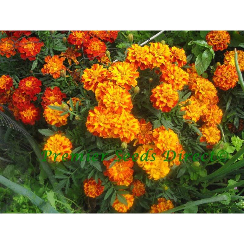 Jual Marigold Sparky Mix Biji Benih Biji Bibit Tanaman Bunga