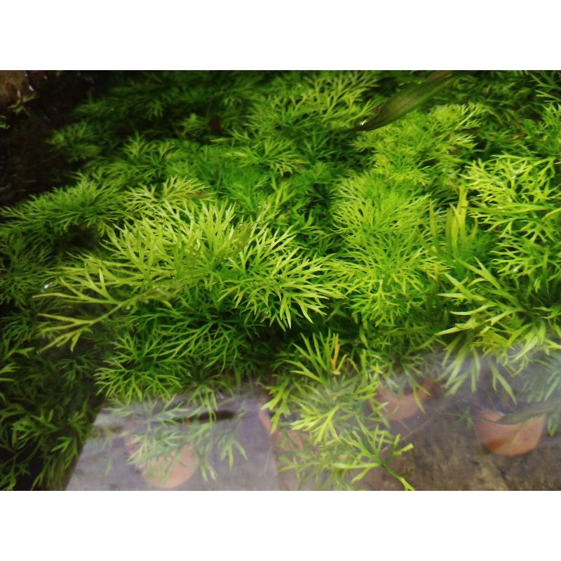 Jual Water Sprite Pakis Air Tanaman Aquascape Shopee Indonesia