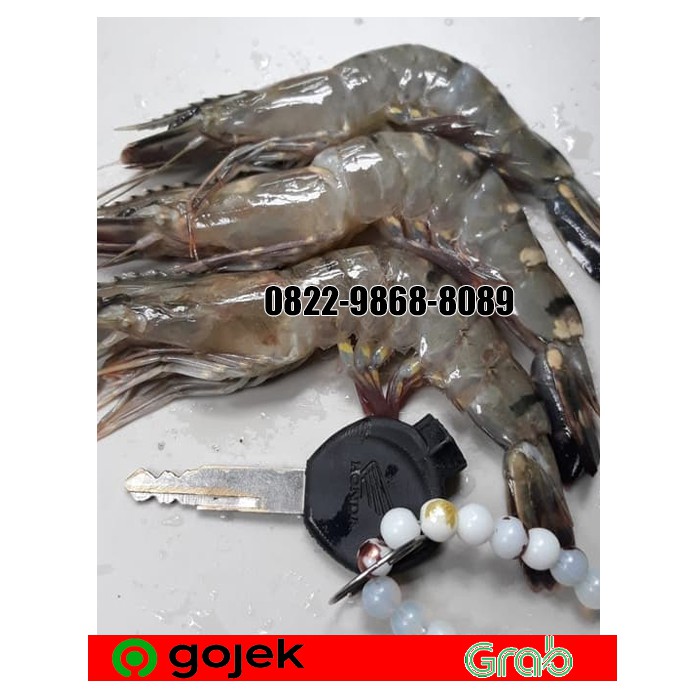 Jual UDANG WINDU FRESH JUMBO 500 GR UDANG PANCET UDANG BLACK TIGER AK