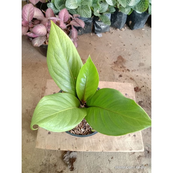 Jual BISA COD PROMO Anthurium Jenmani Supernova Tanaman Hias