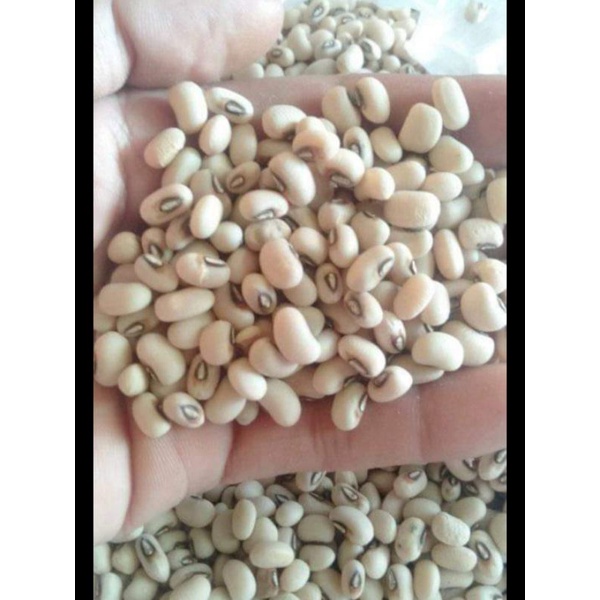 Jual Biji Kacang Panjang Kg Shopee Indonesia