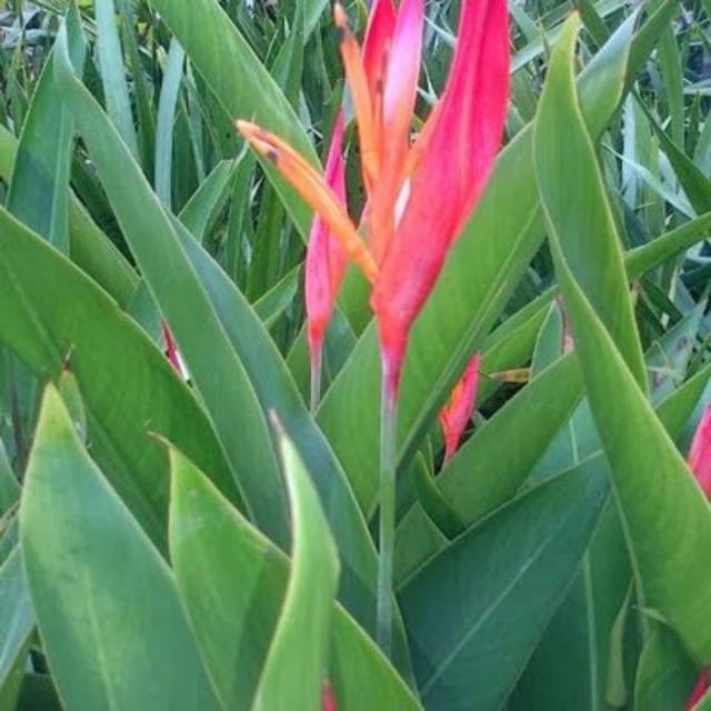 Jual Tanaman Pisang Heliconia Tanaman Hias Pisang Pisangan Pohon