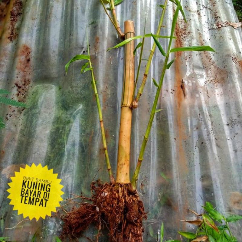 Jual Bibit Bambu Kuning Shopee Indonesia