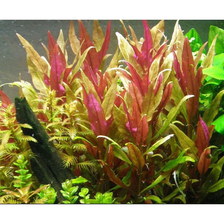 Jual Alternanthera Reineckii Tanaman Aquascape Shopee Indonesia