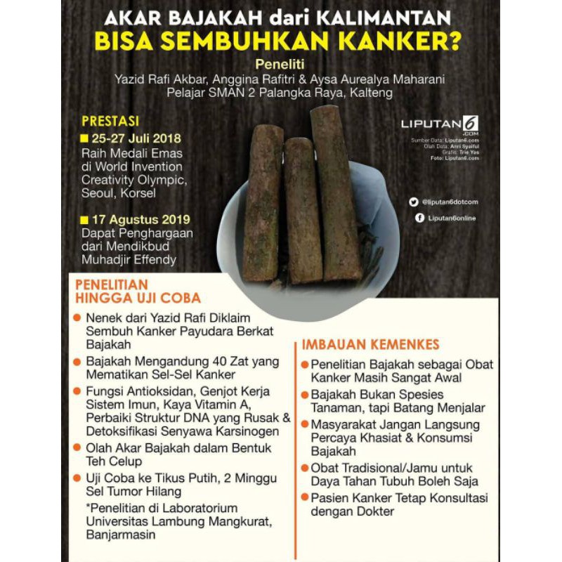 Jual KAYU BAJAKAH ASLI KALIMANTAN SUKU DAYAK AKAR BAJAKAH ORIGINAL 100