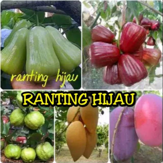 Jual Paket 5 Jenis Bibit Buah Jambu Air Citra Merah Madu Deli Jambu