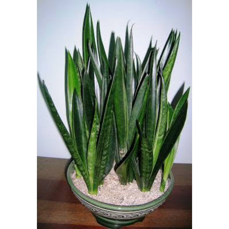 Jual Tanaman Sansevieria Trifasciata Green Arrow Nelsonii Lidah Mertua