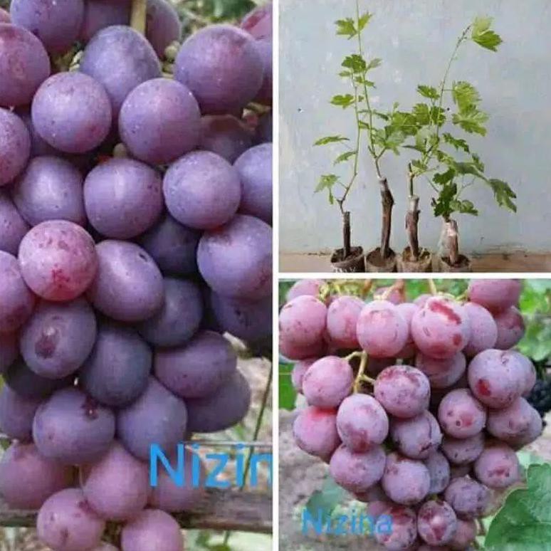 Jual Bibit Anggur Import Nizina Asli Grafting Shopee Indonesia