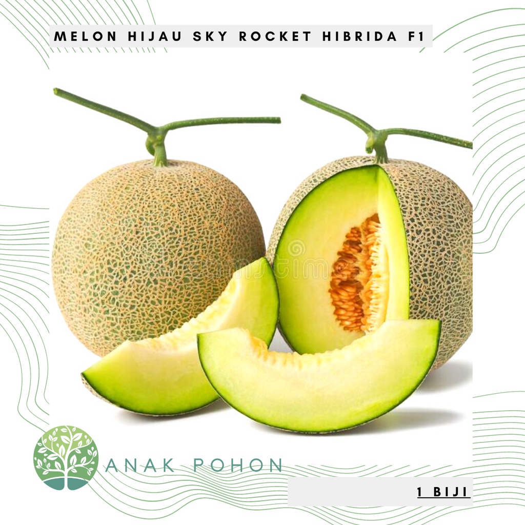 Jual Benih Bibit Biji Melon Hijau Sky Rocket Hibrida F Manis Seeds