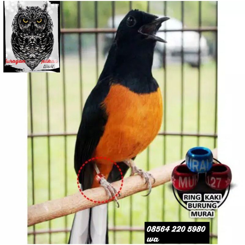 Jual Ring Kaki Burung MURAI Shopee Indonesia