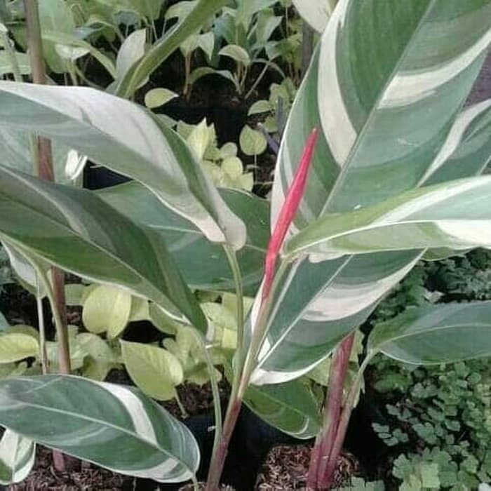 Jual Tanaman Hias Heliconia Variegata Heliconia Putih Pisang