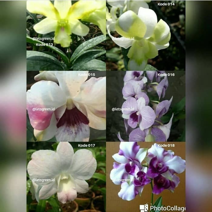 Jual Pohon Anggrek Tanaman Hias Anggrek Dendrobium Shopee Indonesia